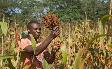 How To Grow Sorghum Indigenous Grains Of South Africa