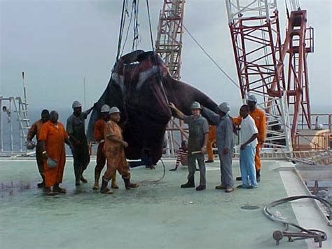 Giant Manta Ray Hauled By On Ships Anchor Giant Manta Under The Sea