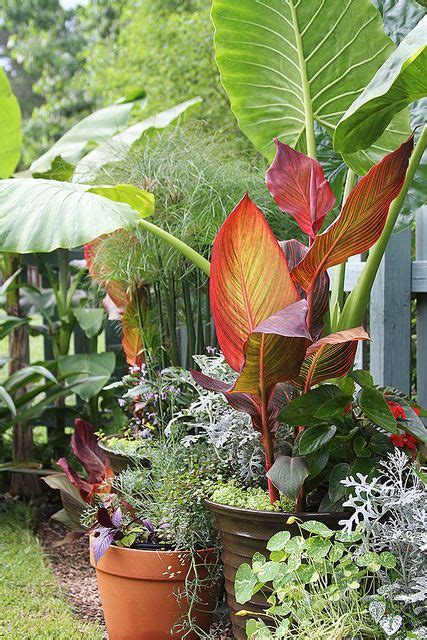 59 Best Tropical Outdoor Plants Images On Pinterest