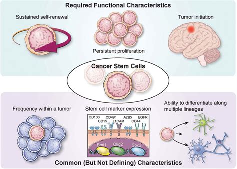 Cancer Stem Cells In Glioblastoma