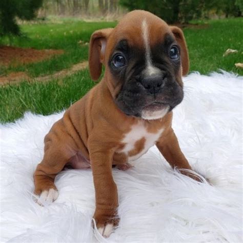 Miniature Boxers For Saleboxer Puppy For Saleminiature Dogs For Sale