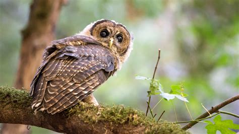 Northern Spotted Owls Bullied Onto Californias Threatened Species List