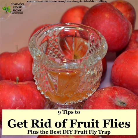 How To Get Rid Of Fruit Flies Plus The Best Homemade Fruit Fly Trap
