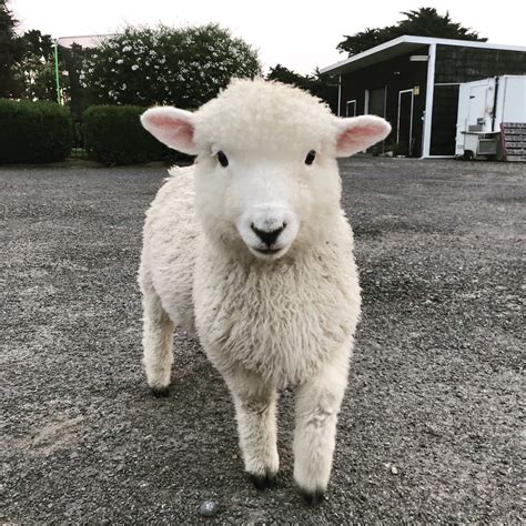 Cute Sheep from New Zealand : aww