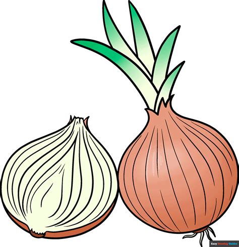 How To Draw An Onion Really Easy Drawing Tutorial
