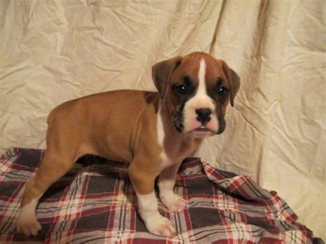Find a boxer puppy from reputable breeders near you in pennsylvania. AKC Boxer Puppies For Sale for Sale in Frystown, Pennsylvania Classified | AmericanListed.com