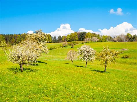 Spring Time Sunny Landscape With Blooming Cherry Tree Orchard Lush