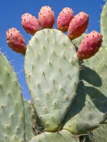 The wide, flat cactus pads (nopales) are used in many mexican main dishes such as salads, eggs and as a filling for other dishes. Prickly Pear Cactus | HGTV