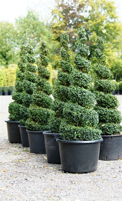 Top Notch Buxus Sempervirens Spiral Best Place To Buy Faux Plants