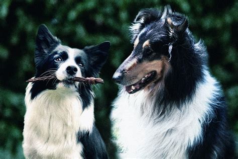 10 Fun Facts About Collie Dogs Lucy Pet