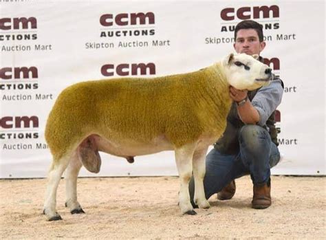 Checkout The Worlds Most Expensive Sheep Sold At ₦189 Million Photos