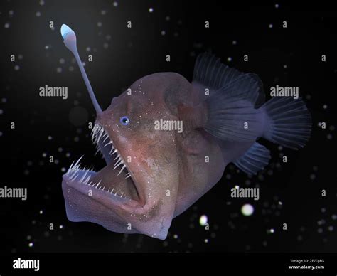 Deep Sea Angler Fish Bioluminescence Hi Res Stock Photography And