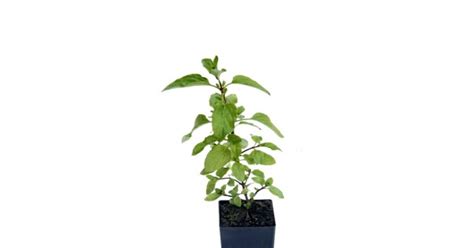 Buy Ram Tulsi Holy Plant Online At Cheap Price On