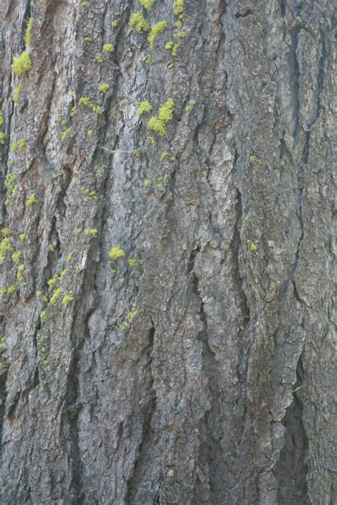 Abies Concolor Var Lowiana Younger White Fir Bark Flickr