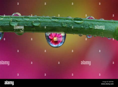 Water Droplet Refraction Photography With Flowers Stock Photo Alamy