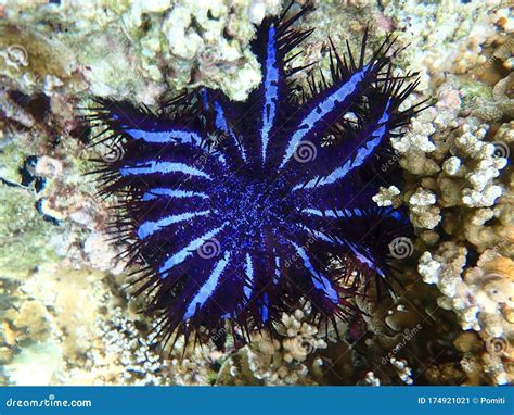 Crown Of Thorns Starfish With Corals In Sea Underwater Landscape With Sea Life Stock Image