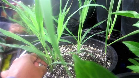 A new and small lemongrass plant in the back corner. How to grow lemon grass - YouTube