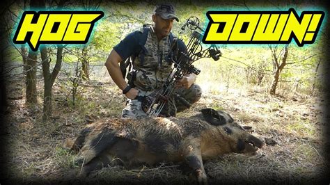 Hog Hunting With A Bow Youtube