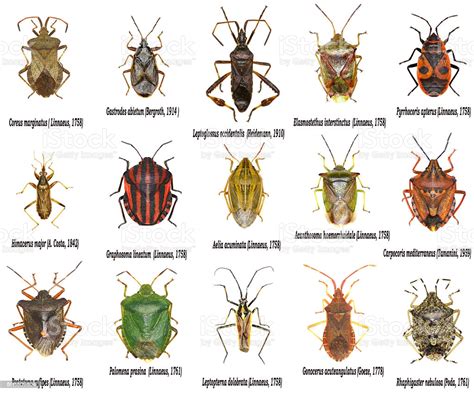 Set Of True Bugs Of Europe Hemiptera Stock Photo