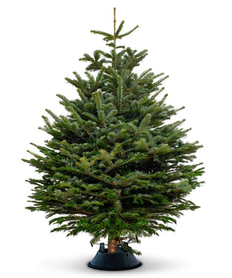 Nordmann Fir Real Christmas Tree Uk