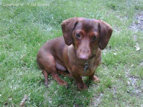 Interested in finding out more about the dachshund? Miniature Dachshund Pictures
