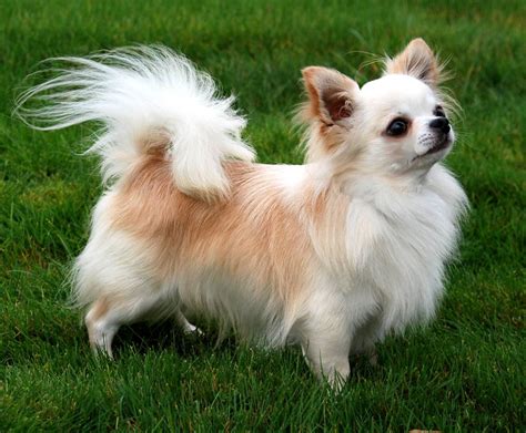 The sturdy little shih tzu or chrysanthemum dog has big dark eyes and a sweet expression with a prominent underbite. Looking for a Long-haired Chihuahua puppy for sale ...