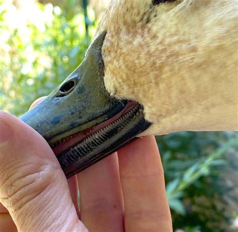 Do Ducks Have Teeth Find Out How Duck Lamellae And Digestion Work