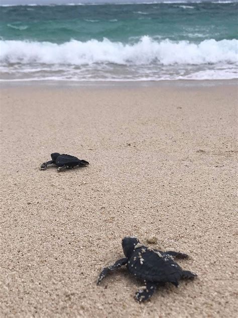 Sea Turtle Hatchlings Dot The White Sandy Shores Of Worlds Best Beach