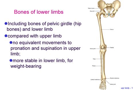 Bone Limb Lower Human Anatomy Bones Of Lower Limbs Including Bones Of