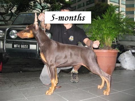 Doberman Puppies Available Now For Sale Adoption From