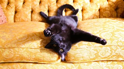Celebrate black cat appreciation day on august 17! 8 Hair-Raising Facts About Black Cats | Mental Floss