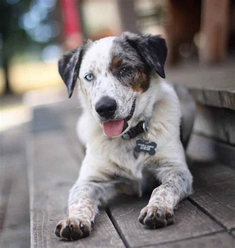 Discover The Fascinating Facts About Australian Shepherd Blue Heeler