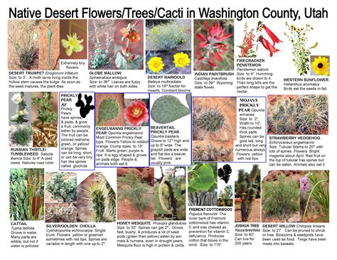 15 Edible Plants Of Utah Astonfaisal