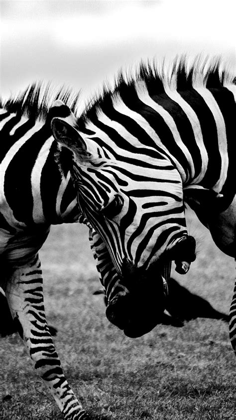 4k Zebra Wallpapers High Quality Download Free