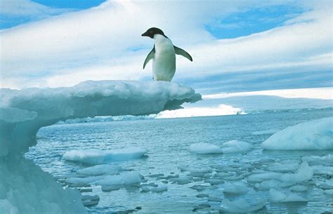 Antarcticas Penguins Are In Trouble New Report Shows Cbs News