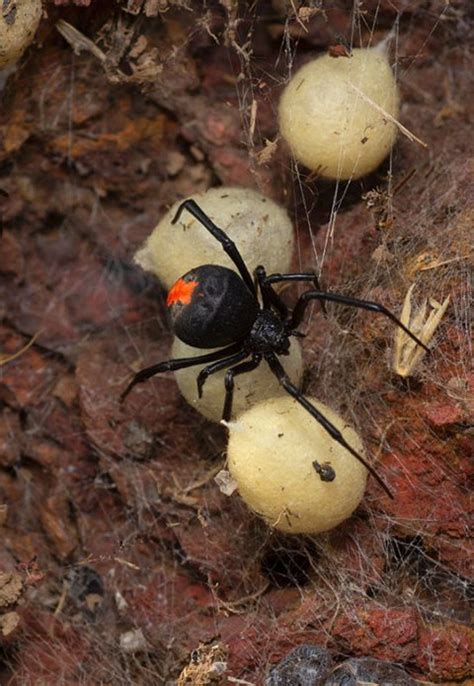 Redback Spiders Bugginout Pest Control And Management