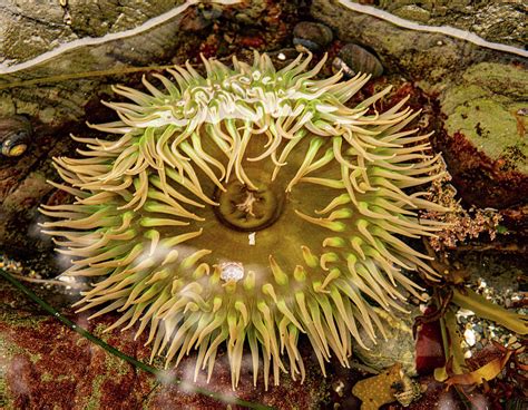 Pacific Sea Anemone Photograph By Brian Douglas Fine Art America