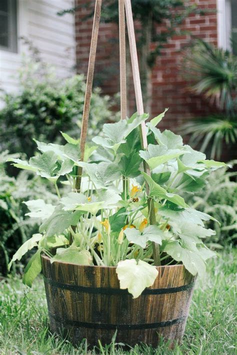 Many people assume that they can't grow zucchini because, like other squash varieties, the vines zucchini plants love to grow in pots, and you'll still end up with a bountiful harvest. How to Grow Zucchini Vertically | Zucchini plants ...