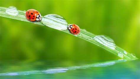 4k 5k Ladybugs Drops Hd Wallpaper Rare Gallery