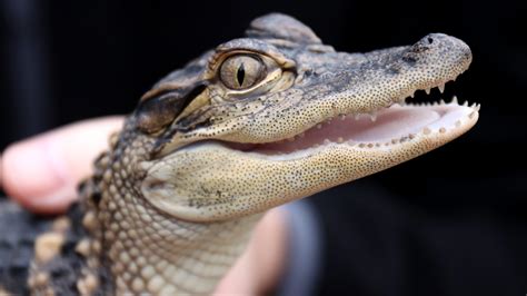 Indianapolis Zoo Announces Winning Names Of Alligators At New Exhibit