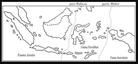 Peta Persebaran Flora Dan Fauna Di Indonesia Jenis And Gambar