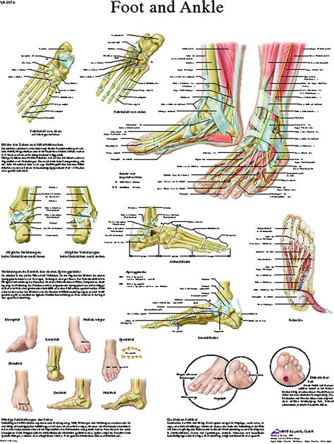 Fabrication Enterprises 12 4608l Foot And Ankle Laminated Anatomical