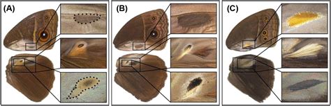 Developmental Plasticity For Male Secondary Sexual Traits In A Group Of Polyphenic Tropical