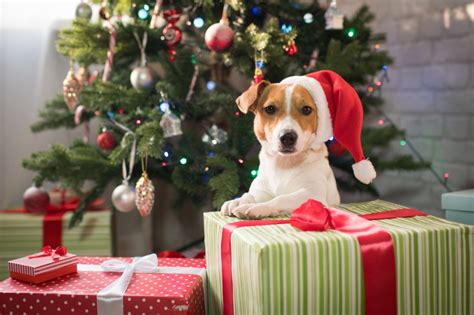 Huge sale on dog presents for christmas now on. Unique Christmas Gifts For Dogs (and Their Owners) - Lifestyle