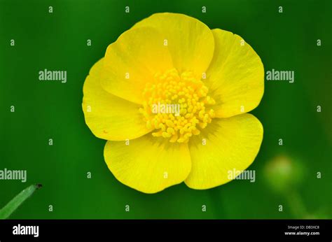 Buttercup Flower Closeup Stock Photo Alamy