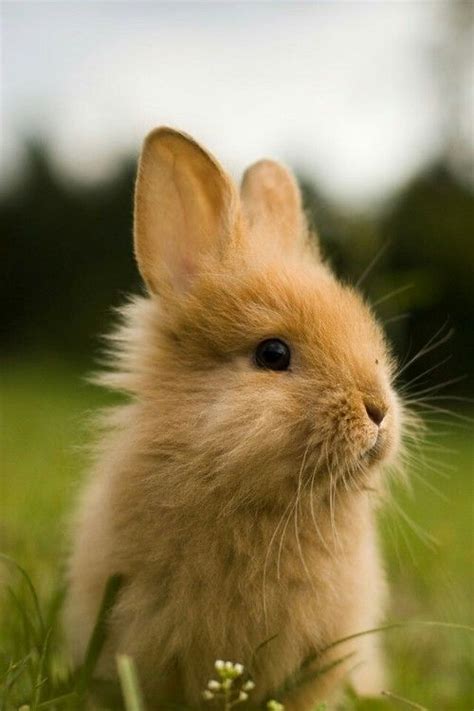 ارانب صغيرة