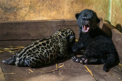 Brazil Jaguar Cubs Introduced To World Ap News