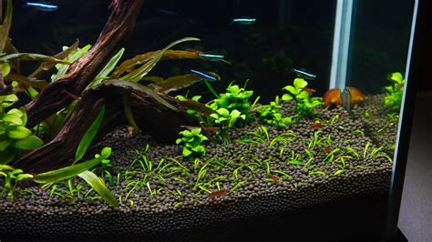 Our Green Neon Tetras Are Turning Two Spec Tanks