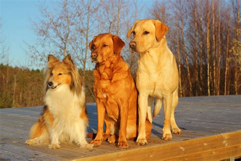 Free Images Golden Retriever Friends Vertebrate Trio Labrador