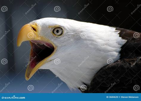 Screaming Bald Eagle Stock Photo Image Of Mean Feather 3684620